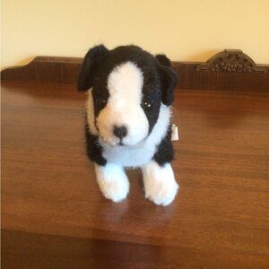 Kosen Border Collie Dog